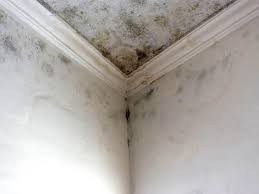 Environmental Consulting for Mold Prevention in Middletown, KY